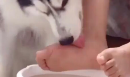 舔脚视频,舔脚视频背后的文化现象与心理解读